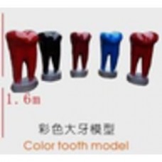 Цветная модель зуба Color tooth model CHN